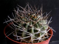 Acanthocalycium variiflorum